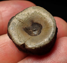 Load image into Gallery viewer, Jurassic ichthyosaur bone (vertebra) from Lyme Regis (21mm)