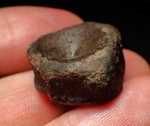 Load image into Gallery viewer, Jurassic ichthyosaur bone (vertebra) from Lyme Regis (21mm)