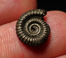 Load image into Gallery viewer, Tiny Crucilobiceras pyrite ammonite fossil (12mm)