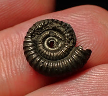 Load image into Gallery viewer, Tiny Crucilobiceras pyrite ammonite fossil (12mm)