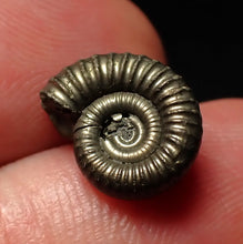 Load image into Gallery viewer, Tiny Crucilobiceras pyrite ammonite fossil (12mm)