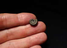 Load image into Gallery viewer, Tiny Crucilobiceras pyrite ammonite fossil (12mm)