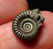 Load image into Gallery viewer, Tiny Crucilobiceras pyrite ammonite fossil (13mm)
