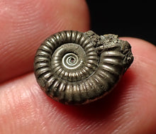 Load image into Gallery viewer, Tiny Crucilobiceras pyrite ammonite fossil (13mm)