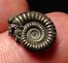 Load image into Gallery viewer, Tiny Crucilobiceras pyrite ammonite fossil (13mm)
