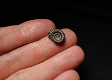 Load image into Gallery viewer, Tiny Crucilobiceras pyrite ammonite fossil (13mm)