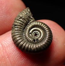 Load image into Gallery viewer, Crucilobiceras pyrite ammonite fossil (15mm)
