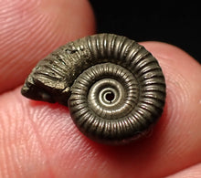 Load image into Gallery viewer, Crucilobiceras pyrite ammonite fossil (15mm)