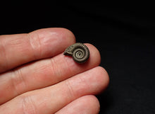 Load image into Gallery viewer, Crucilobiceras pyrite ammonite fossil (15mm)