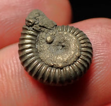 Load image into Gallery viewer, Crucilobiceras pyrite ammonite fossil (16mm)