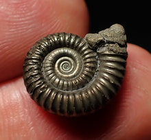 Load image into Gallery viewer, Crucilobiceras pyrite ammonite fossil (16mm)