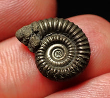 Load image into Gallery viewer, Crucilobiceras pyrite ammonite fossil (16mm)