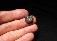 Load image into Gallery viewer, Crucilobiceras pyrite ammonite fossil (15mm)
