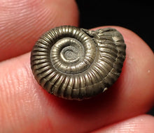 Load image into Gallery viewer, Crucilobiceras pyrite ammonite fossil (15mm)