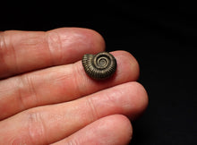 Load image into Gallery viewer, Crucilobiceras pyrite ammonite fossil (15mm)