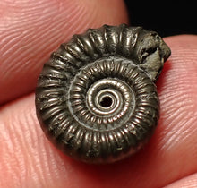 Load image into Gallery viewer, Crucilobiceras pyrite ammonite fossil (16mm)