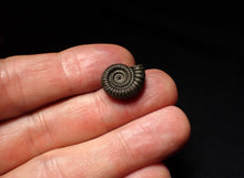 Load image into Gallery viewer, Crucilobiceras pyrite ammonite fossil (16mm)