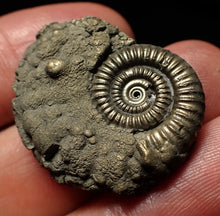 Load image into Gallery viewer, Large Crucilobiceras pyrite ammonite fossil (30mm)