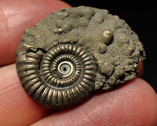 Load image into Gallery viewer, Large Crucilobiceras pyrite ammonite fossil (30mm)