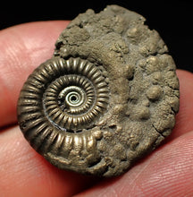Load image into Gallery viewer, Large Crucilobiceras pyrite ammonite fossil (30mm)