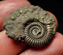 Load image into Gallery viewer, Large Crucilobiceras pyrite ammonite fossil (30mm)