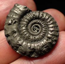 Load image into Gallery viewer, Crucilobiceras pyrite ammonite fossil (27mm)