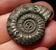 Load image into Gallery viewer, Crucilobiceras pyrite ammonite fossil (27mm)