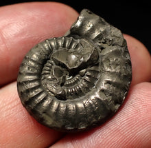 Load image into Gallery viewer, Crucilobiceras pyrite ammonite fossil (27mm)