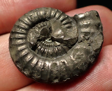 Load image into Gallery viewer, Crucilobiceras pyrite ammonite fossil (27mm)