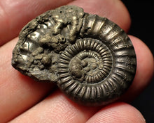 Load image into Gallery viewer, Large Crucilobiceras pyrite ammonite fossil (29mm)