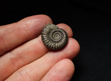 Load image into Gallery viewer, Crucilobiceras pyrite ammonite fossil (22mm)