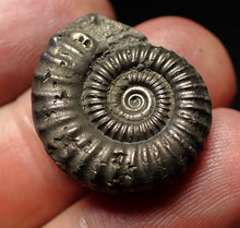 Load image into Gallery viewer, Crucilobiceras pyrite ammonite fossil (22mm)