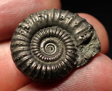 Load image into Gallery viewer, Crucilobiceras pyrite ammonite fossil (22mm)