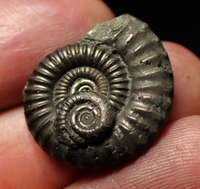 Load image into Gallery viewer, Crucilobiceras pyrite ammonite fossil (22mm)