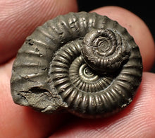 Load image into Gallery viewer, Crucilobiceras pyrite ammonite fossil (22mm)