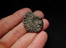 Load image into Gallery viewer, Large Crucilobiceras pyrite ammonite fossil (32mm)