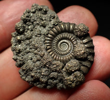 Load image into Gallery viewer, Large Crucilobiceras pyrite ammonite fossil (32mm)