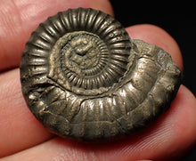 Load image into Gallery viewer, Large Crucilobiceras pyrite ammonite fossil (31mm)