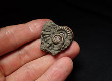 Load image into Gallery viewer, Large Crucilobiceras pyrite ammonite fossil (31mm)