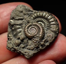 Load image into Gallery viewer, Large Crucilobiceras pyrite ammonite fossil (31mm)