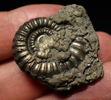 Load image into Gallery viewer, Large Crucilobiceras pyrite ammonite fossil (31mm)