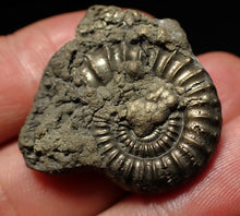 Load image into Gallery viewer, Large Crucilobiceras pyrite ammonite fossil (31mm)