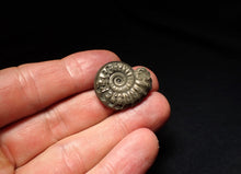Load image into Gallery viewer, Tropidoceras pyrite ammonite fossil (25 mm)