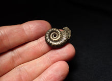 Load image into Gallery viewer, Pyrite Eteoderoceras (Eoderoceras) ammonite fossil (24mm)