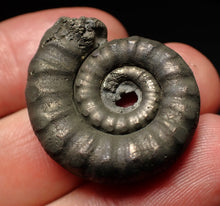 Load image into Gallery viewer, Pyrite Eteoderoceras (Eoderoceras) ammonite fossil (29mm)