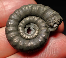 Load image into Gallery viewer, Pyrite Eteoderoceras (Eoderoceras) ammonite fossil (29mm)