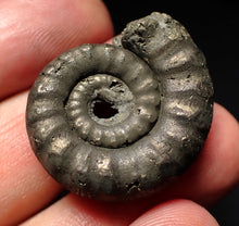 Load image into Gallery viewer, Pyrite Eteoderoceras (Eoderoceras) ammonite fossil (29mm)