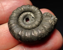 Load image into Gallery viewer, Pyrite Eteoderoceras (Eoderoceras) ammonite fossil (29mm)