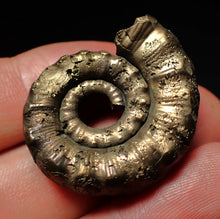 Load image into Gallery viewer, Pyrite Eteoderoceras (Eoderoceras) ammonite fossil (33mm)