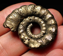 Load image into Gallery viewer, Pyrite Eteoderoceras (Eoderoceras) ammonite fossil (33mm)